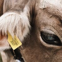 COW - FRIENDLY THUG 52 NGG